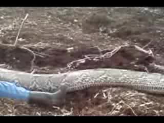 Ужас !!! Eто Това Се Казва Голяма Змия