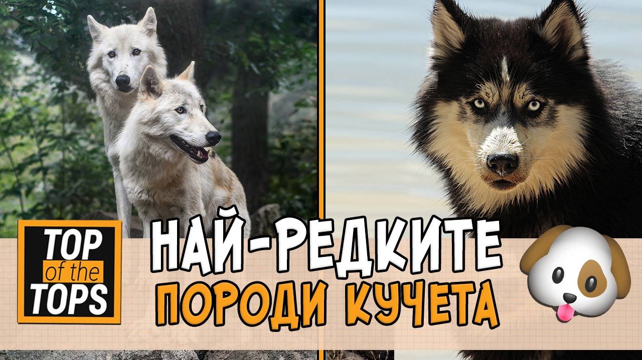 Топ 7 на породите кучета, които не се срещат често