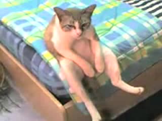 Смях до скъсване 2