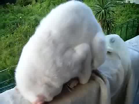 Котка спяща на топка 