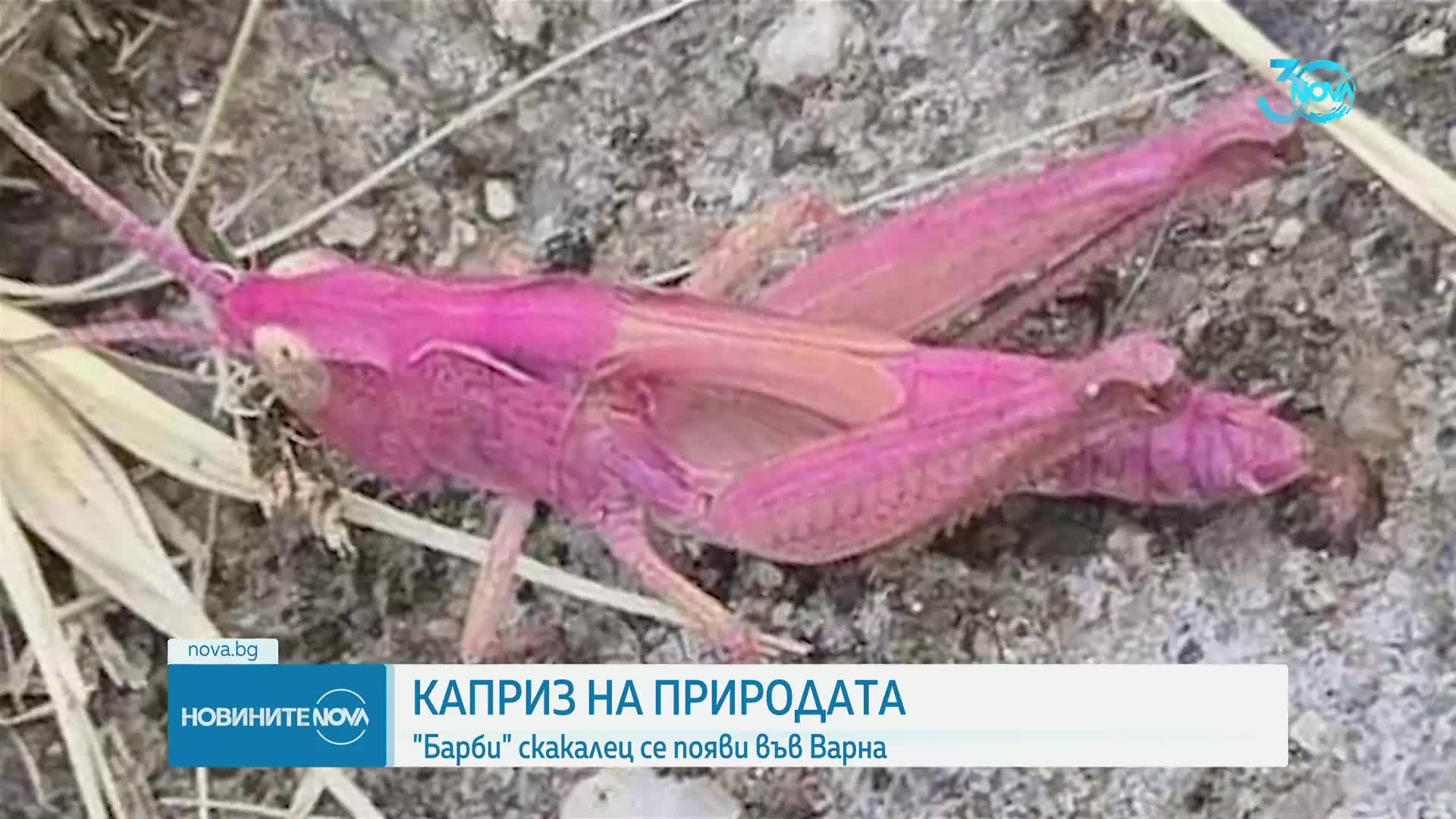 Заснеха розов скакалец във Варна (ВИДЕО+СНИМКИ)