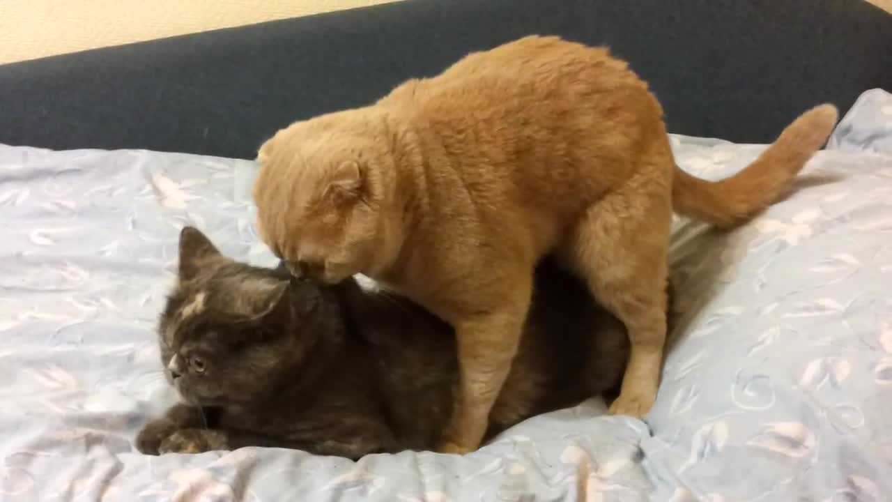 Котета правят любов