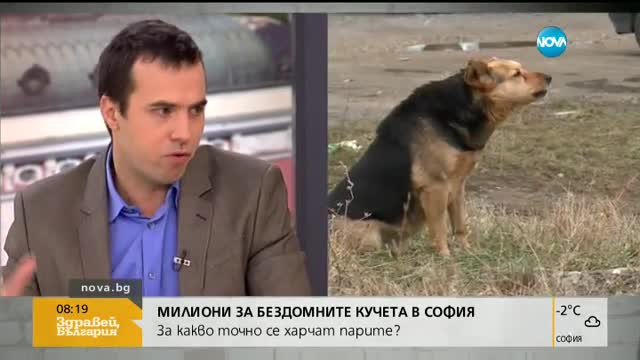 За какво се харчат милиони за бездомните кучета в София?
