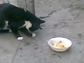 котка яде с лапите