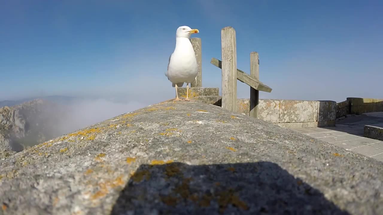Чайка краде Go Pro на туристи !