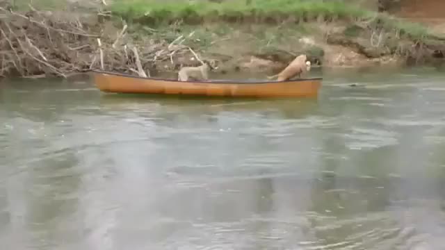 Смело куче спасява приятелите си
