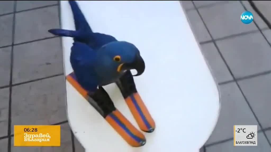 Папагал кара ски
