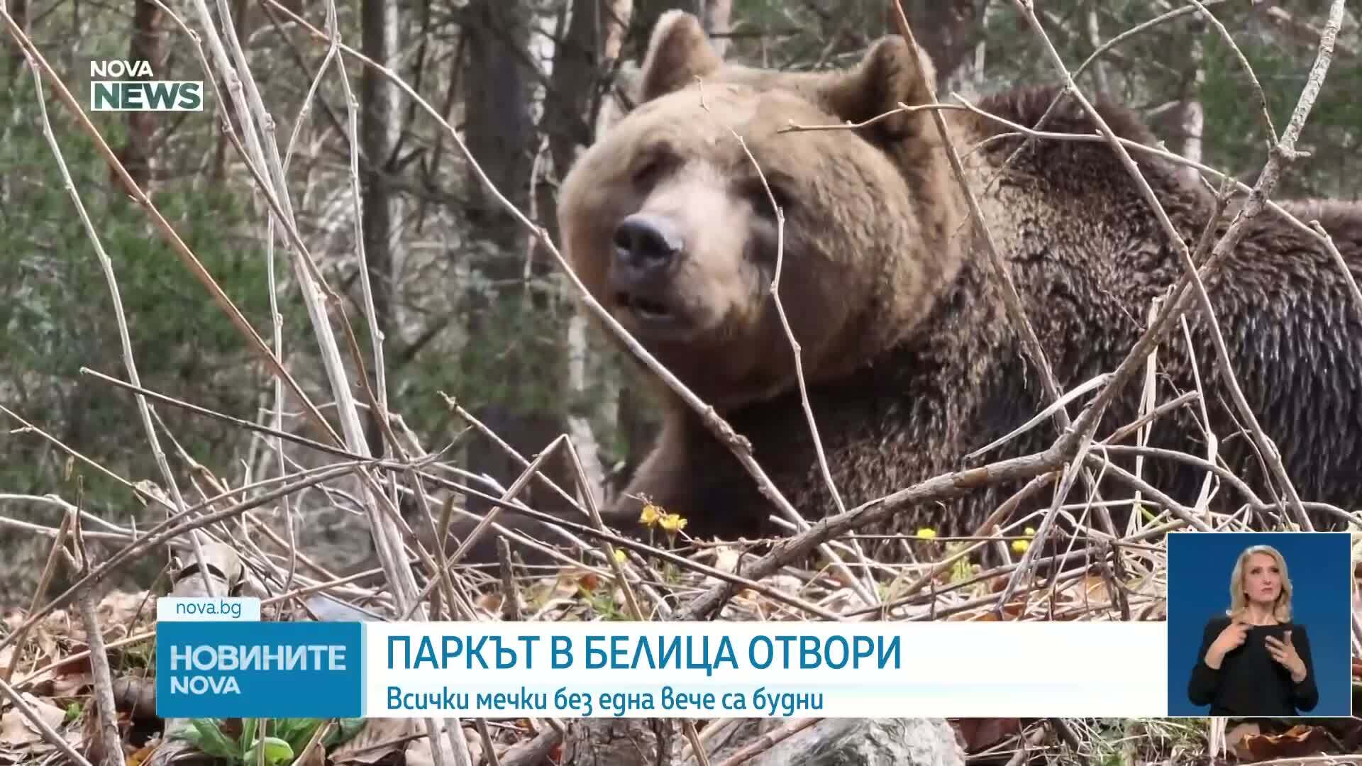 Паркът за мечки в Белица отвори врати: Животните се събудиха от зимен сън