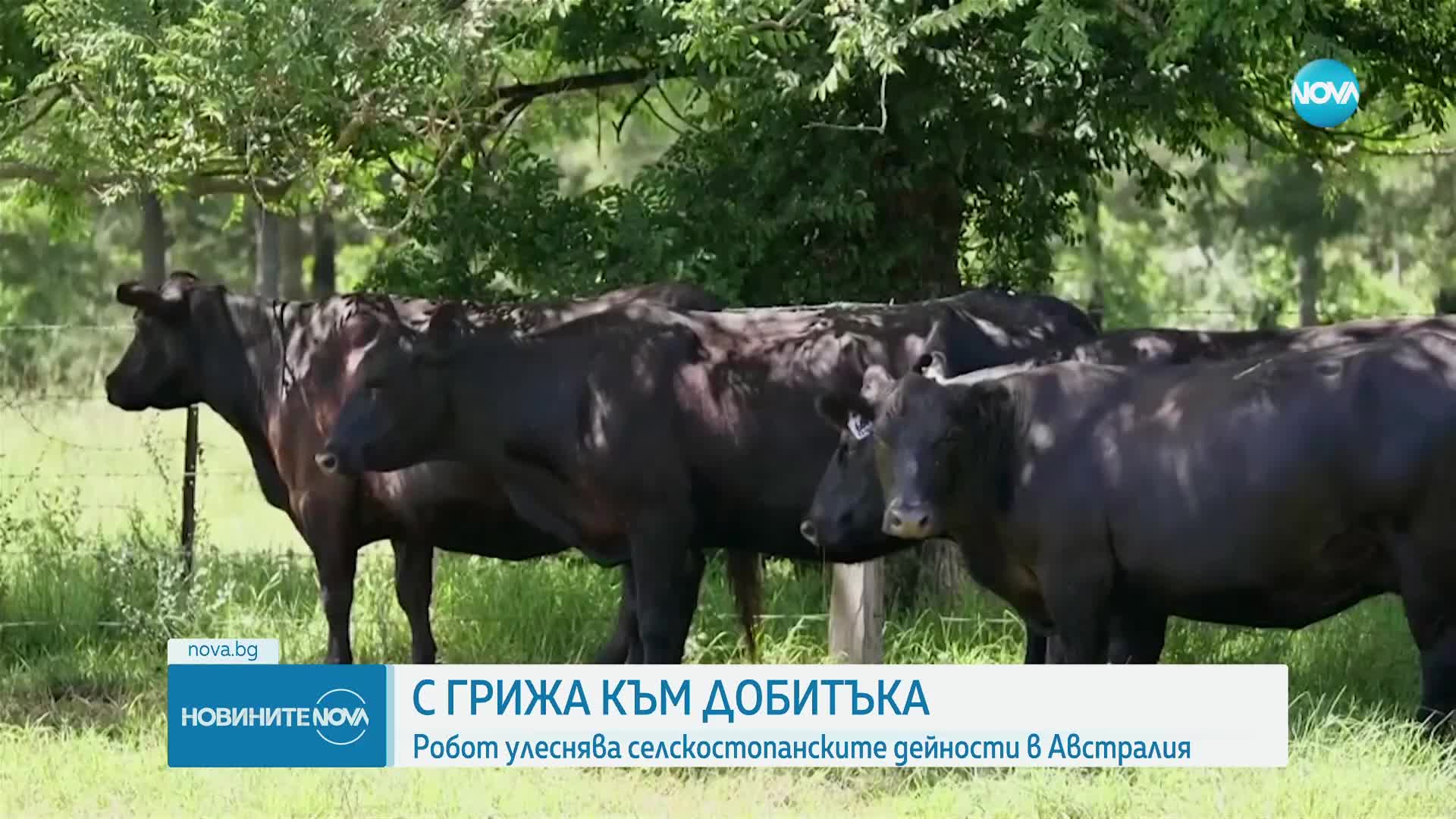 Робот улеснява селскостопанските дейности в Австралия
