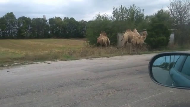 Камили по пътя в с. Калиманци