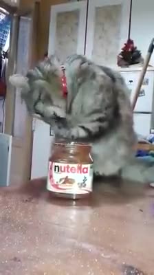 Котка, която обича да си похапва Nutella