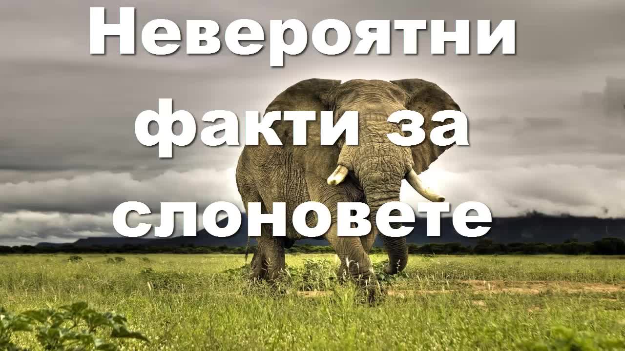 Невероятни факти за слоновете