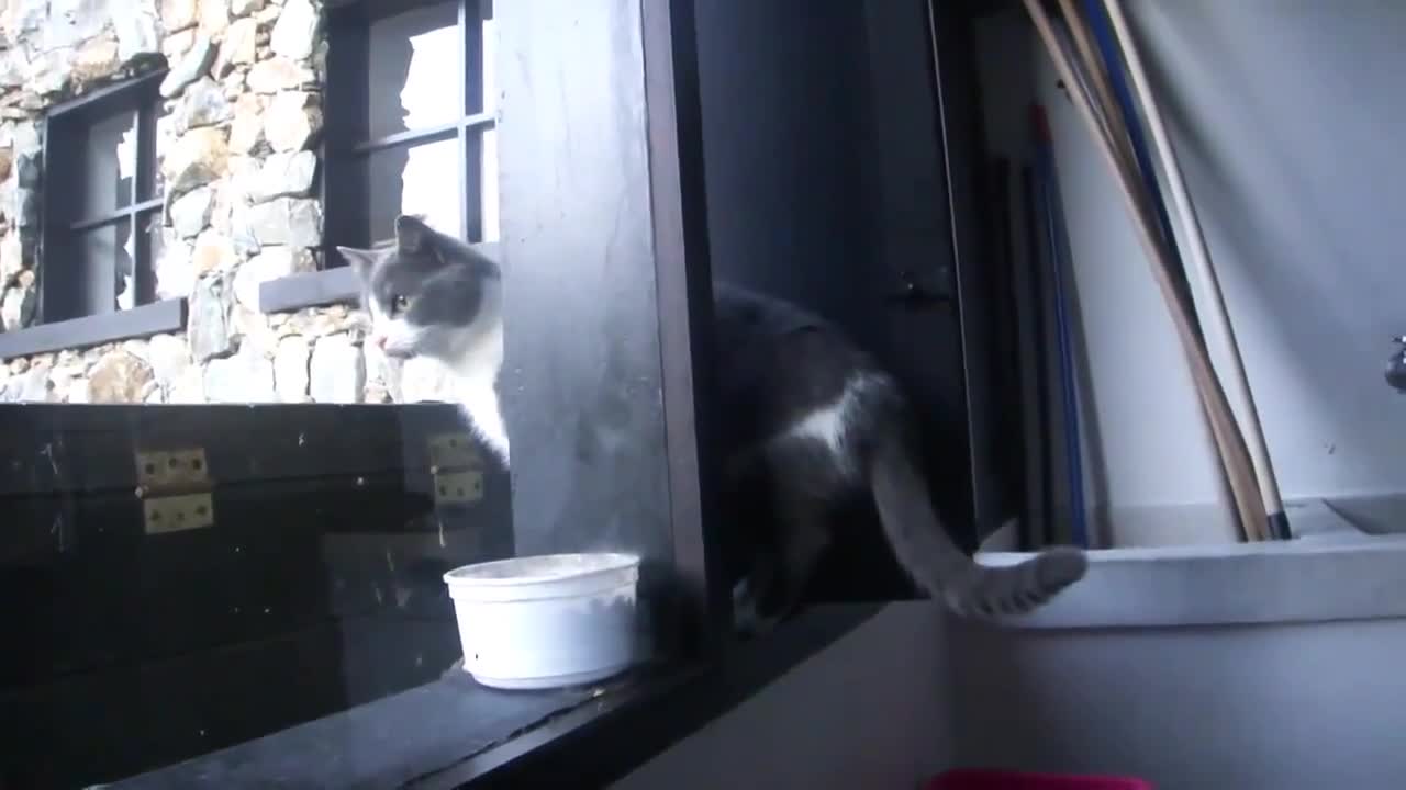 Умни Котета ... Компилация