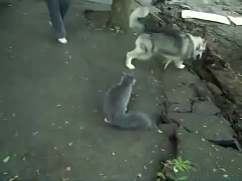 Котка се бие с куче