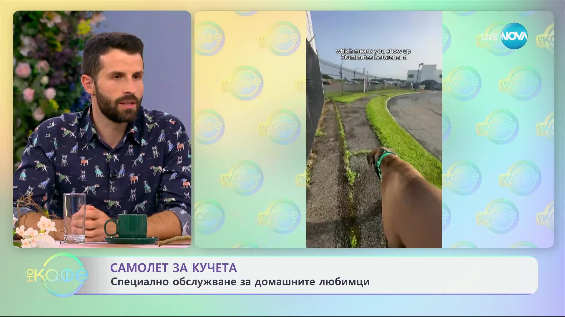 Авиокопмания пусна специален самолет за кучета