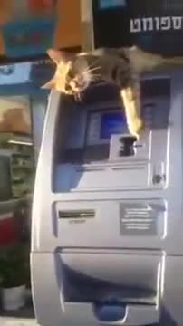 Котка върху банкомат не дава да се теглят пари