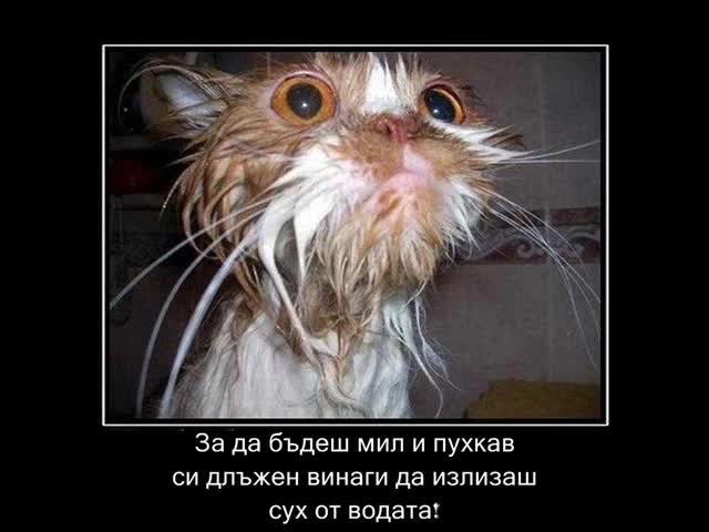 Снимки със съдържание на смях 
