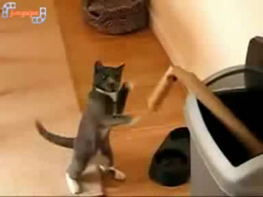 Котка Боксьор