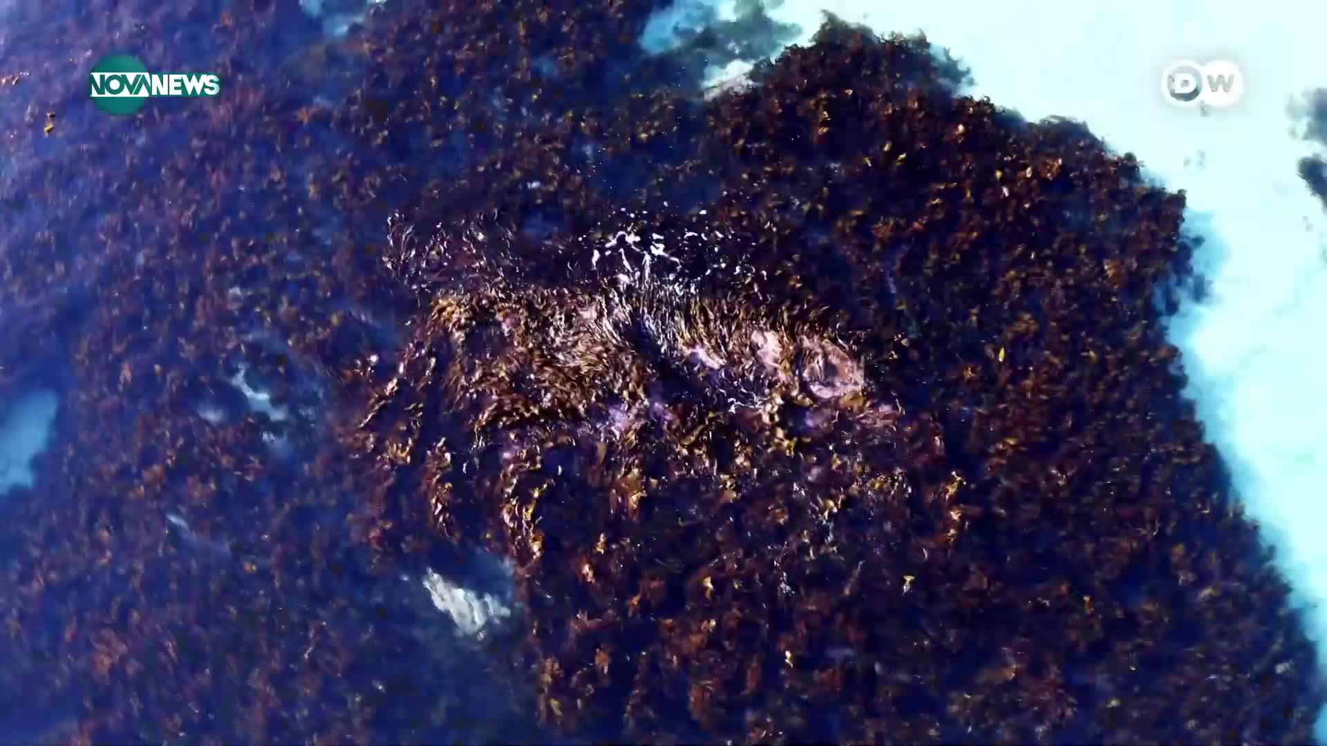 Суперхраната на морето: Кой вид водорасли струва 500 евро за килограм