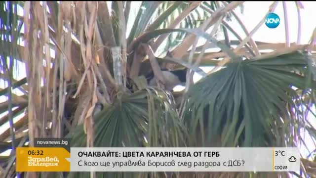 Спасителна акция на котка, качила се на палма