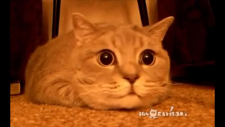 Милион причини да заобичате котките :)