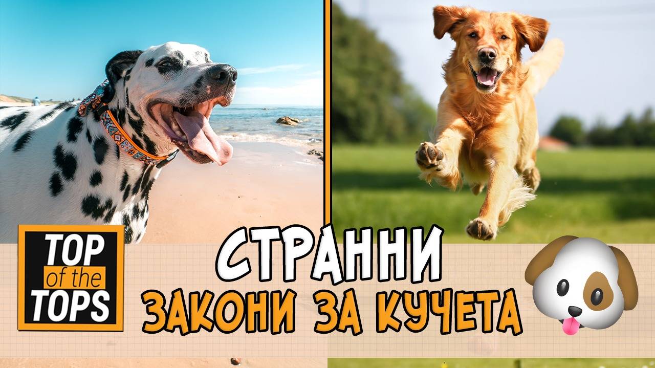 Странните закони за кучета по света