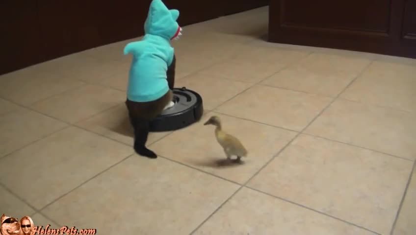 Когато стопаните не са вкъщи!