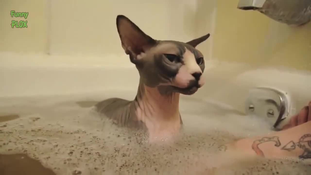 Котки Във Вода .. - Забавна Компилация