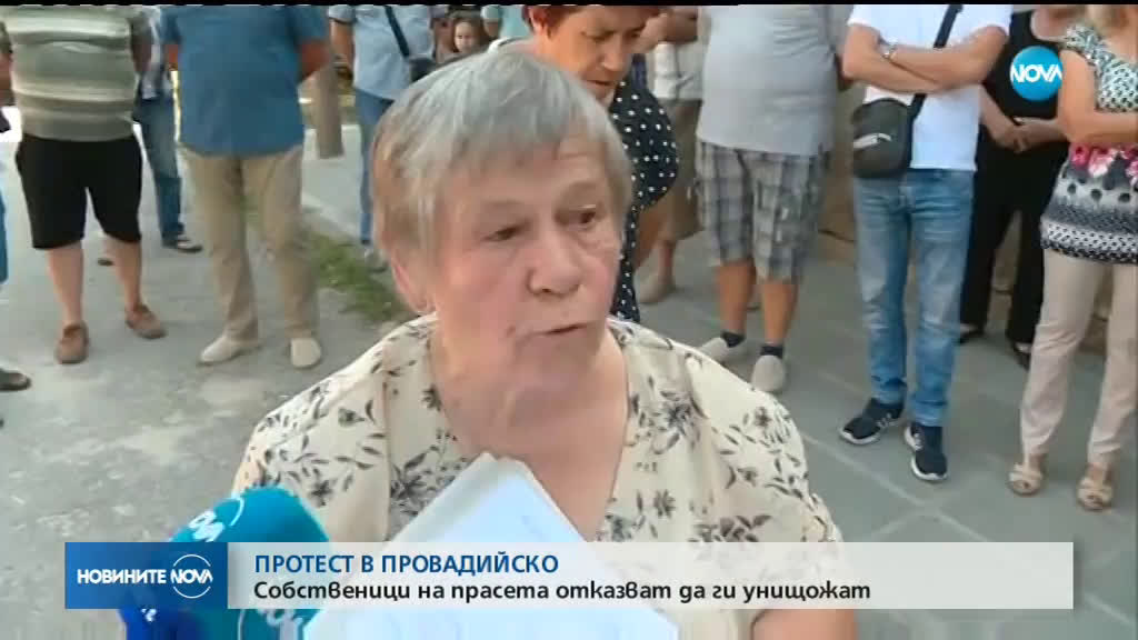 Собственици на прасета в Провадийско се събраха на протест