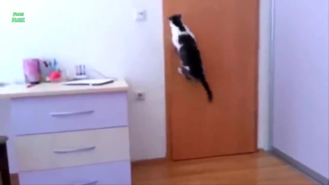 Котки Отварят Врати - Забавна Компилация