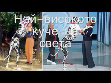 9 от най - големите животни в света