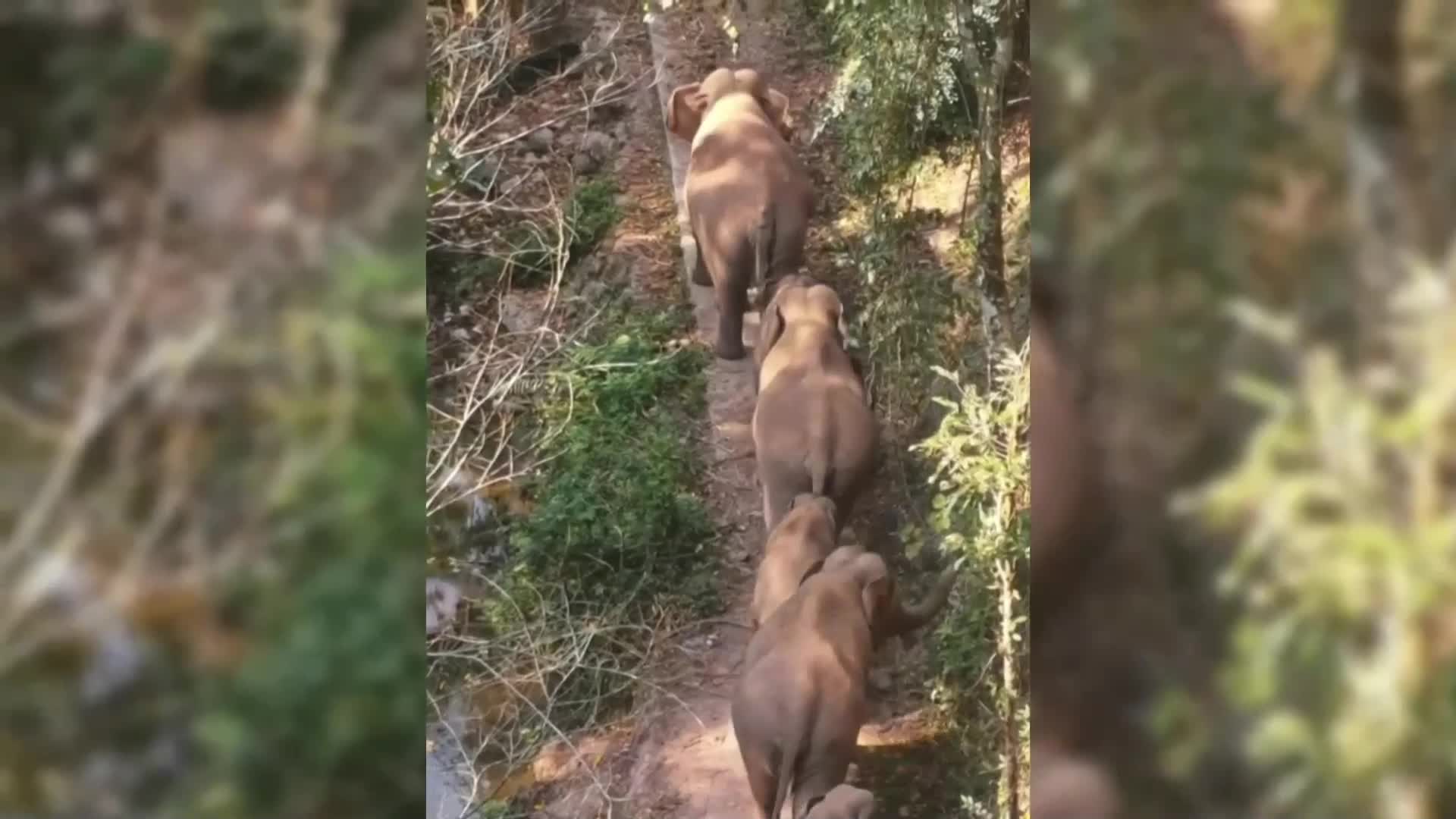 Слонче, страхуващо се от водата, се изкъпа в поток (ВИДЕО)