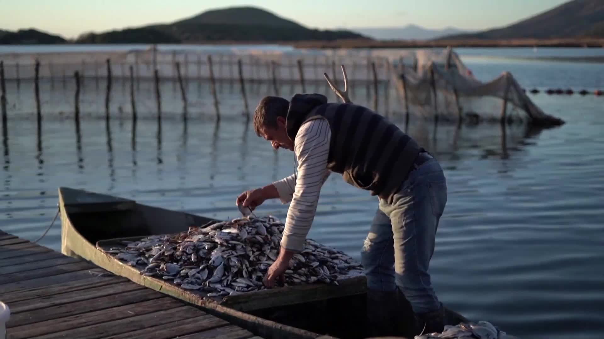 Хиляди риби измряха от студ в Северозападна Гърция