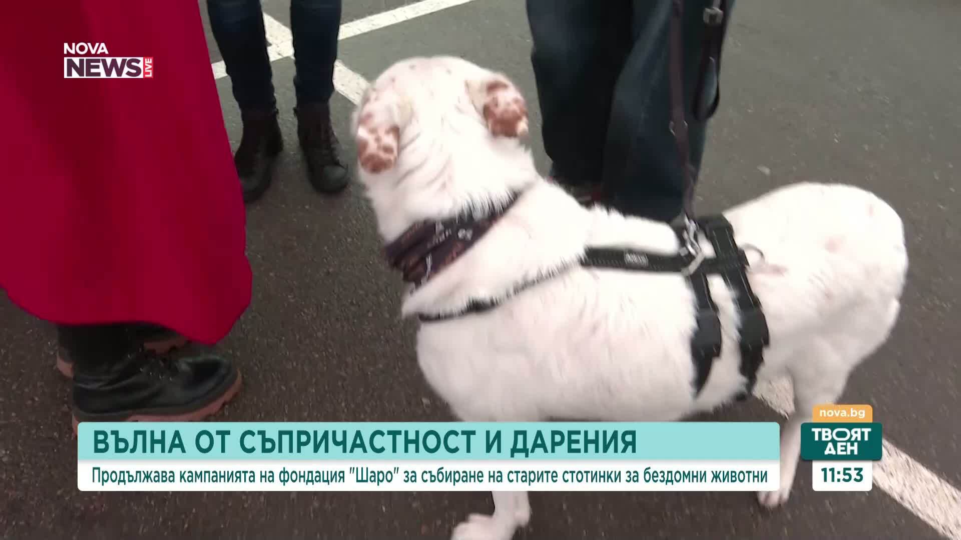 Вълна от съпричастност: Фондация „Шаро” продължава кампанията за събиране на стотинки за бездомни животни