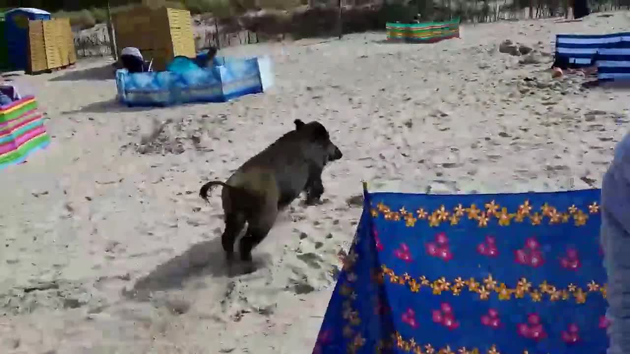 Ужас на плажа ! Глиган изкача от морето !