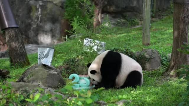 С торта и гости: Панда отпразнува 25-ия си рожден ден