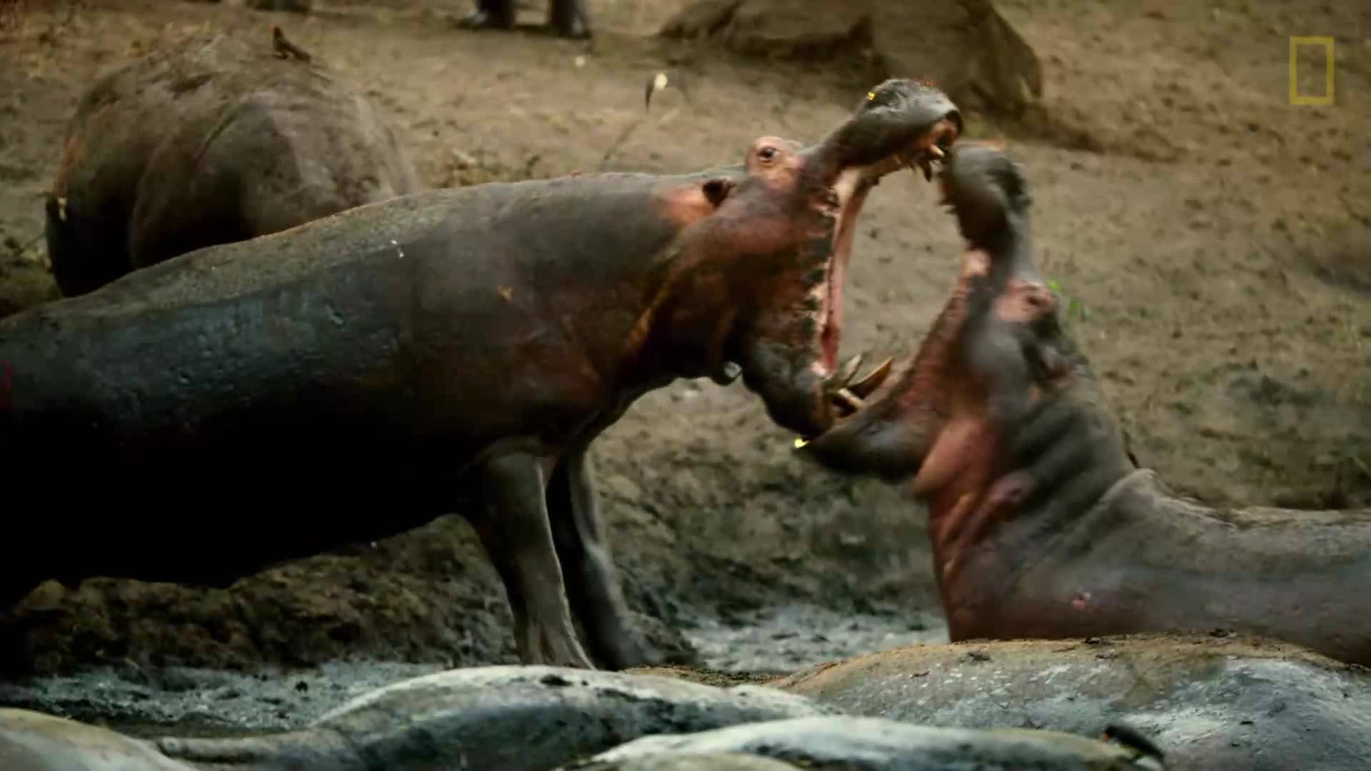 Как хипопотамите оцеляват в жегите?