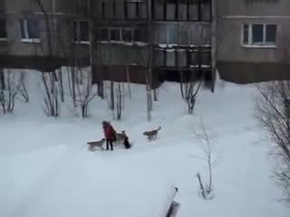Глутница кучета напада жена, но... 