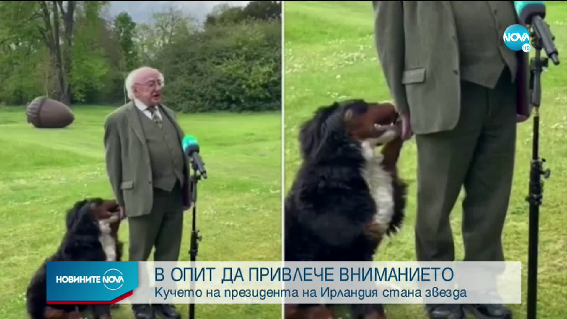 Кучето на президента на Ирландия стана звезда