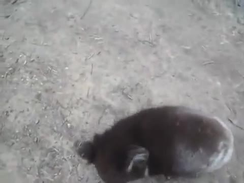 Бебе коала търси прегръдка от момиче .