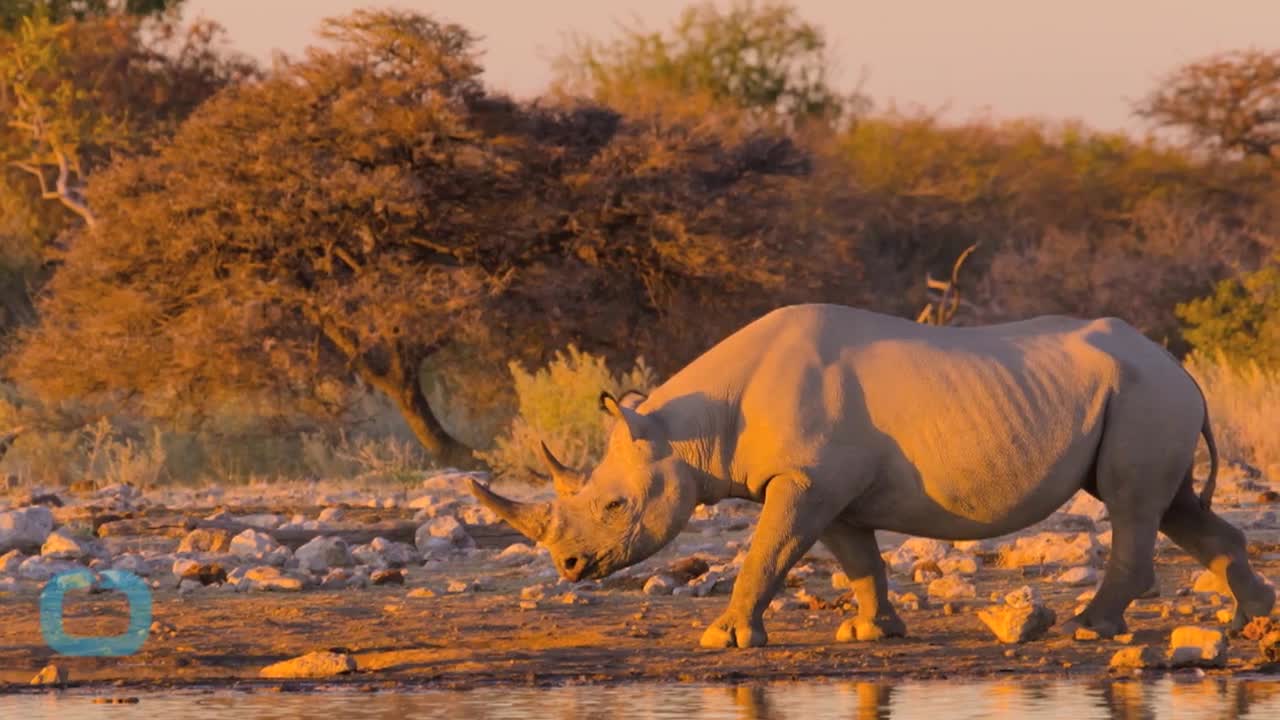 Колко струва да застреляш черен носорог?!