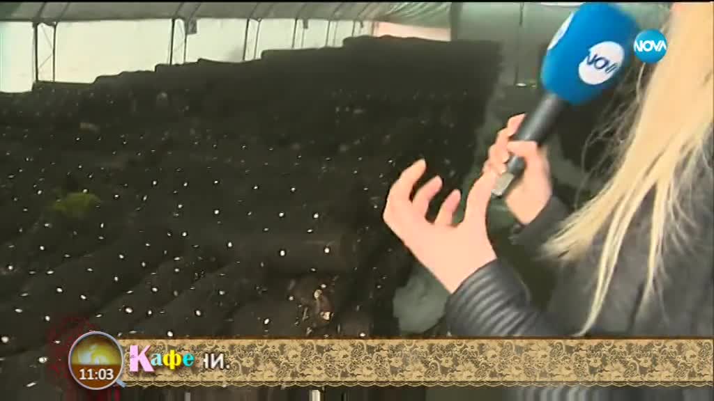 Как се отглеждат полезните японски гъби шейтаке - На кафе (22.03.2018)
