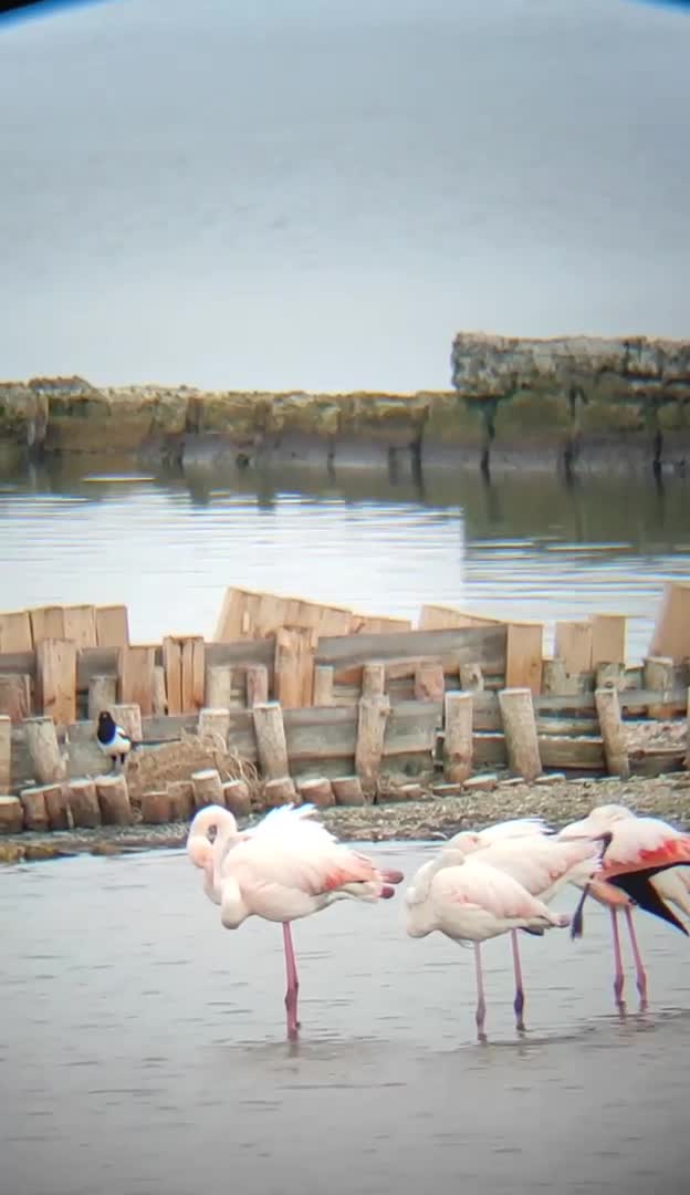 От "Моята новина": Фламинго в Поморийското езеро