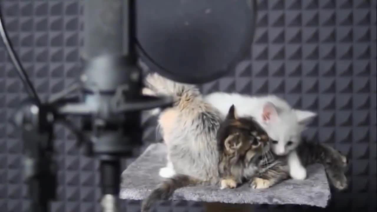 Малки, сладки, пеещи котенца