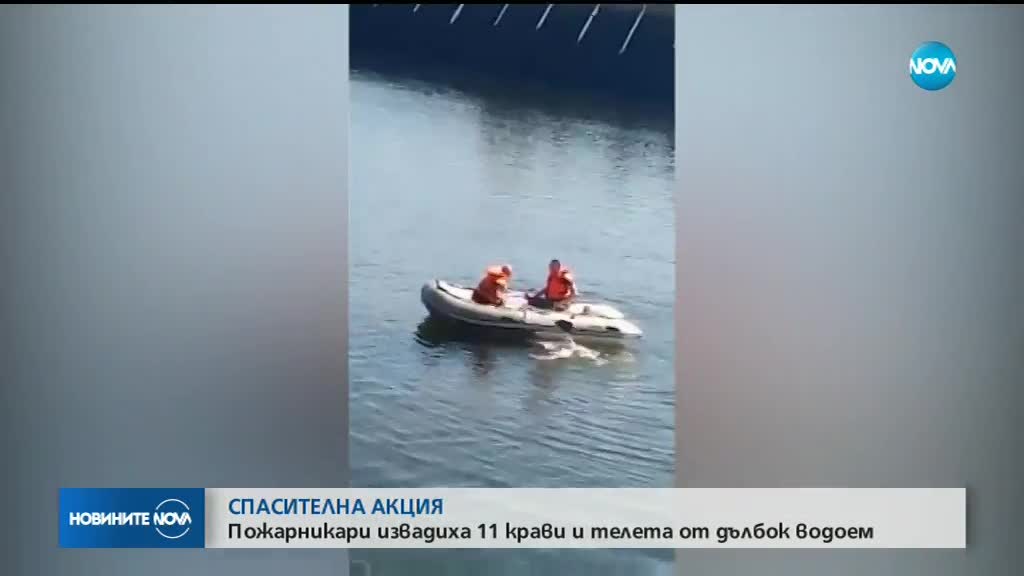 СПАСИТЕЛНА АКЦИЯ: Пожарникари извадиха 11 крави и телета от водоем