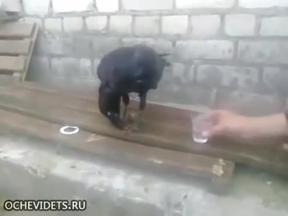 Всичко полудя! Тази врана примерно пие водка и замезва!