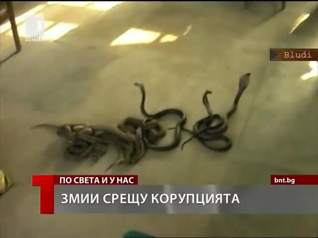 Чувал отровни кобри с/у данъчни