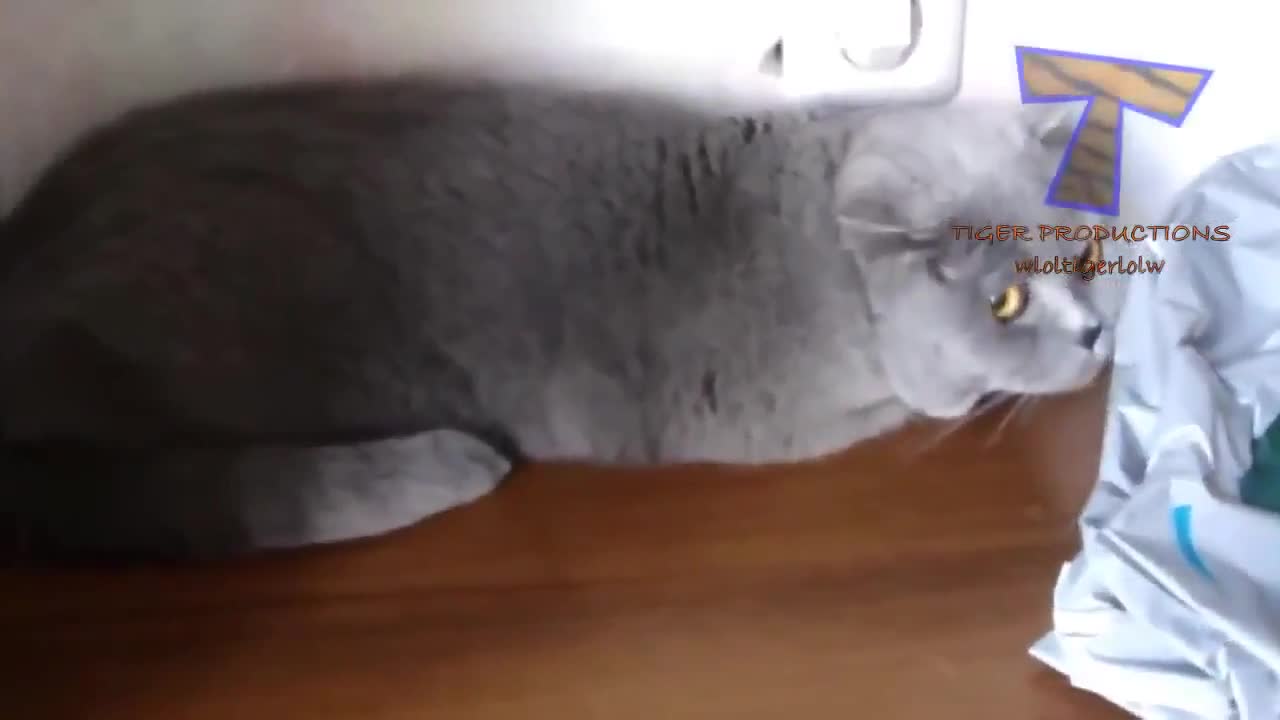 Сладки котки !