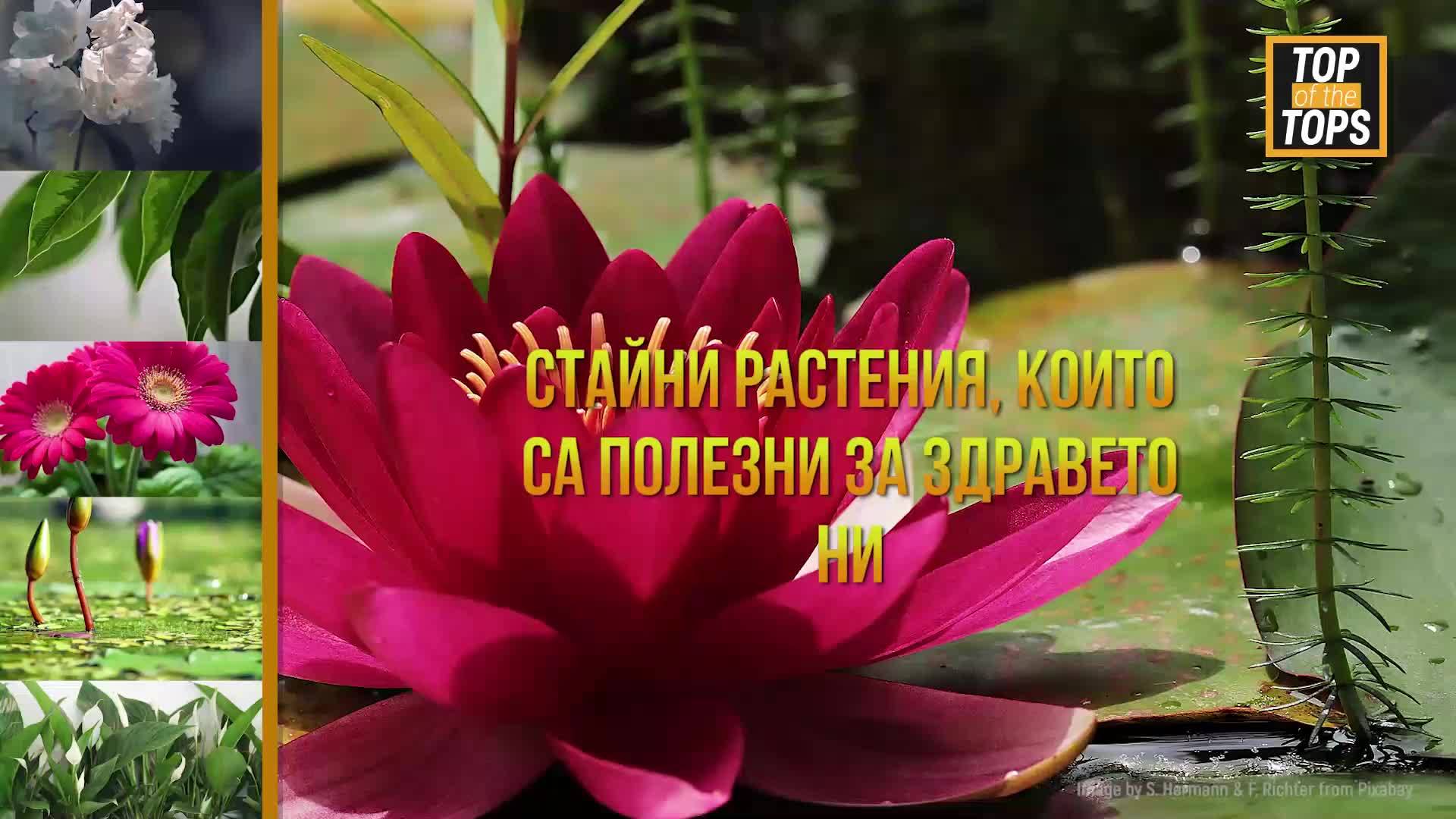 Стайни растения, които са полезни за здравето ни