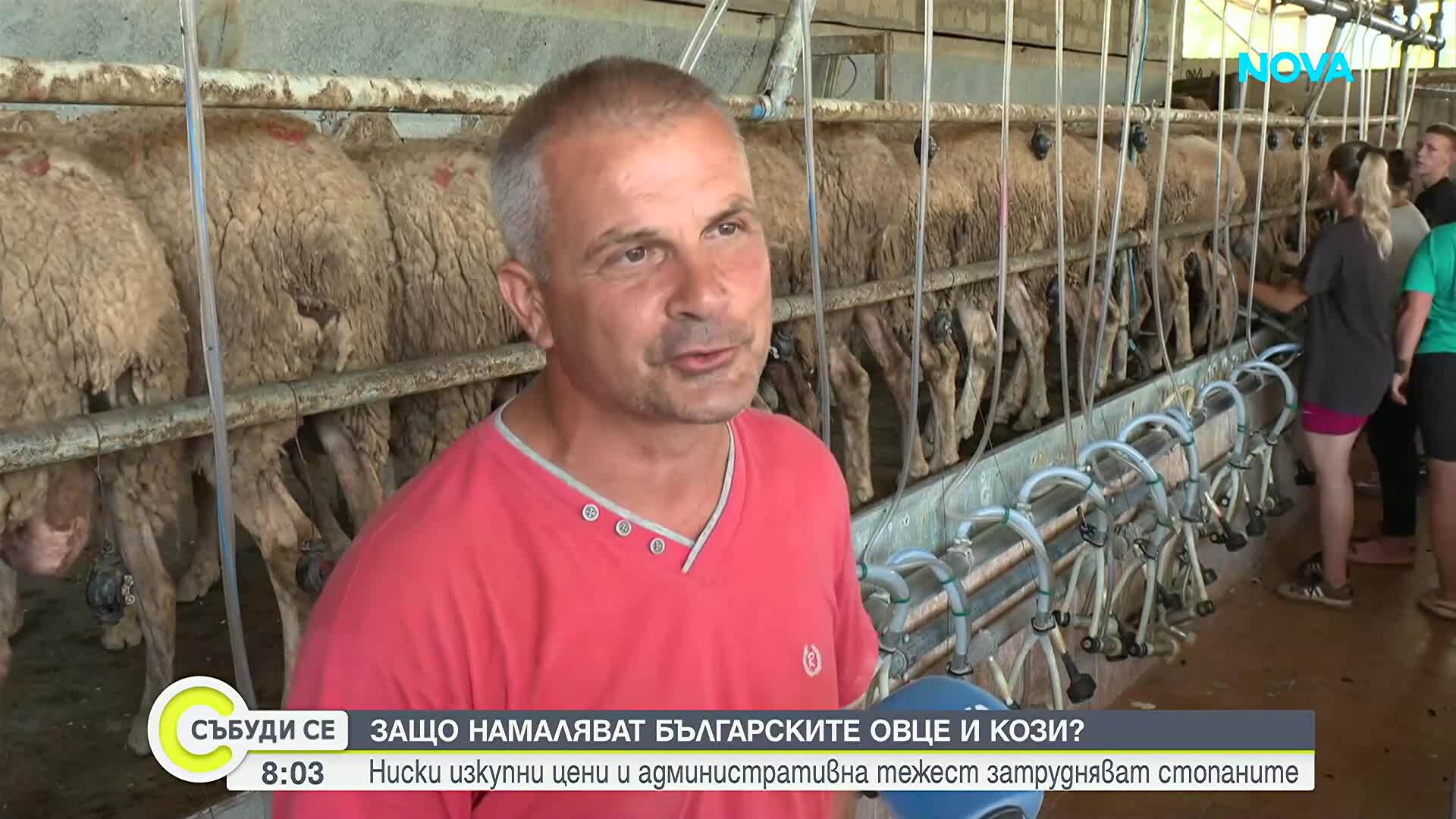 Бюрокрация и ниски изкупни цени: Защо животновъди масово се отказват от овцете и козите